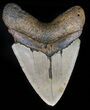 Massive, Megalodon Tooth - North Carolina #59011-2